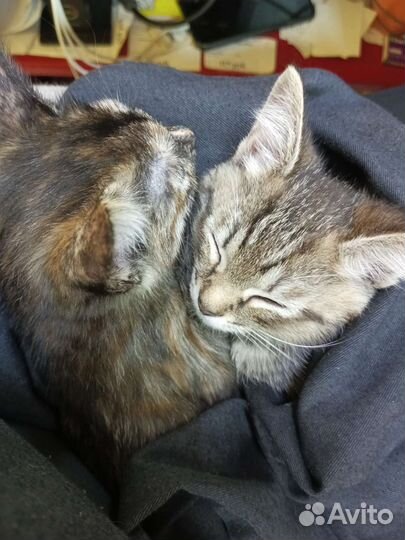 Кошка в дар бесплатно