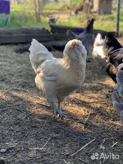 Инкубационное яйцо Амераукана и Билефельдер
