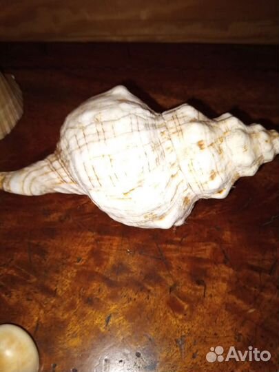 Коллекционирование ракушек