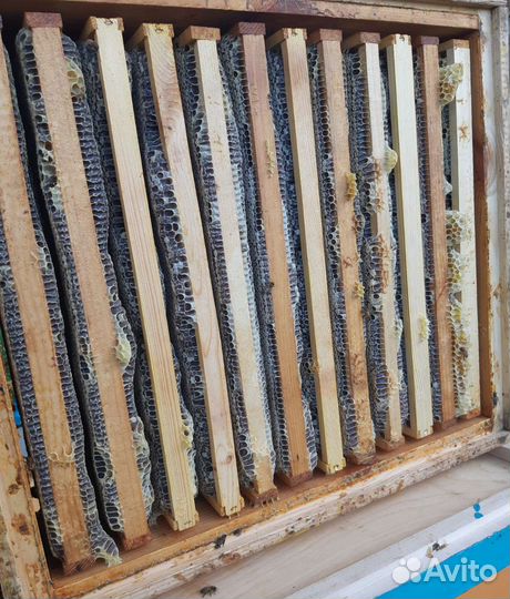 Мёд с семейной пасеки