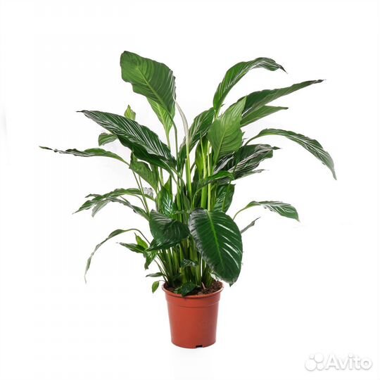 Горшечные растения