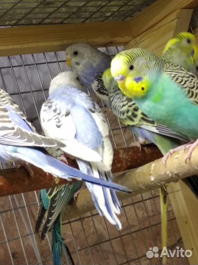 Птенцы розеллы и другие