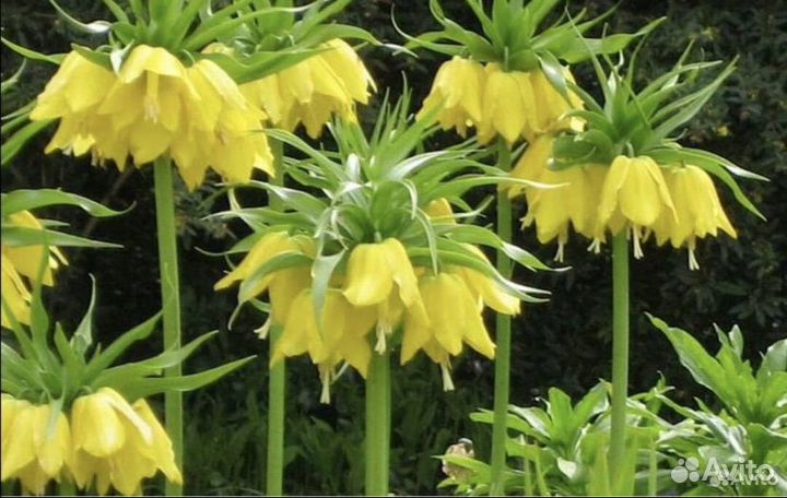 Рябчик императорский