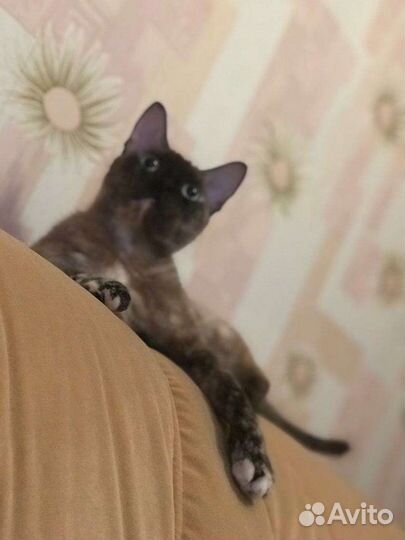 Девон-рекс кошка