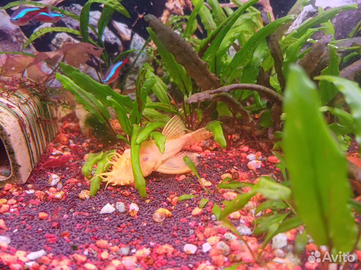 Сомики анцитрусы