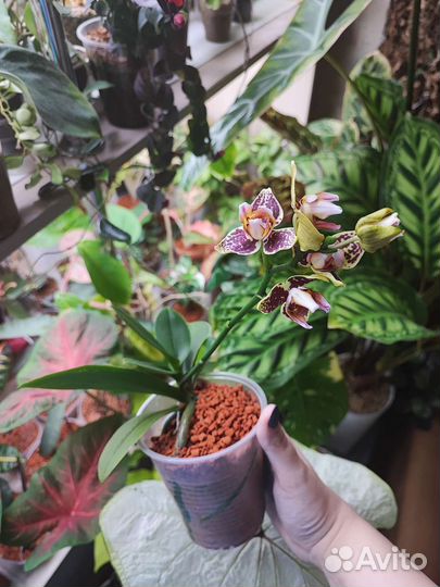 Фаленопсис Lucky Leopard