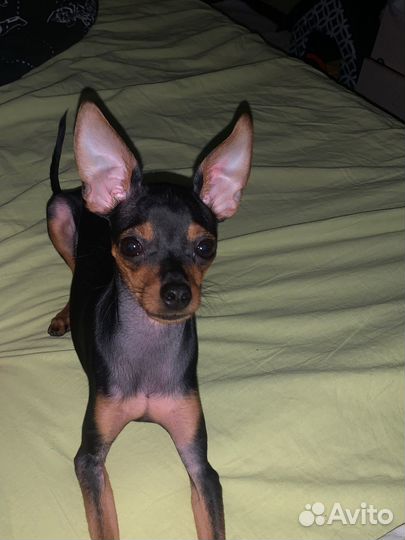 Вязка той-терьер