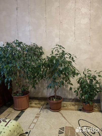 Фикус бенджамина большой