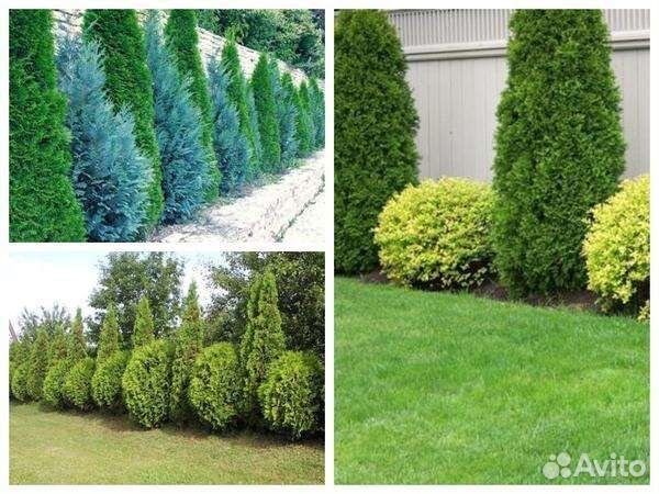 Туя западная Смарагд