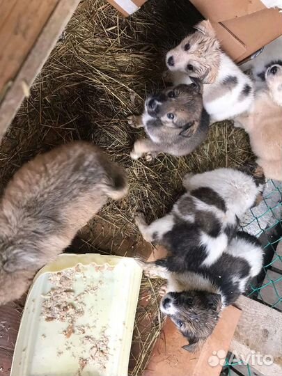 Малыши-1.5 мес