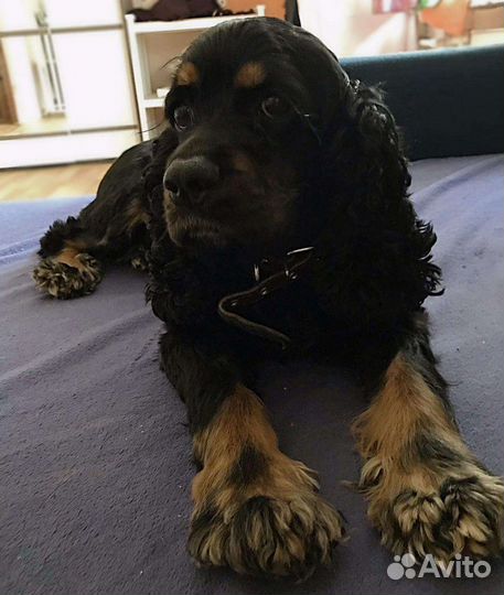 Передержка собак и кошек