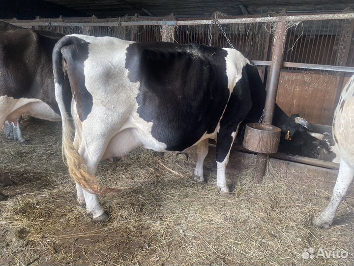 Коровы дойные