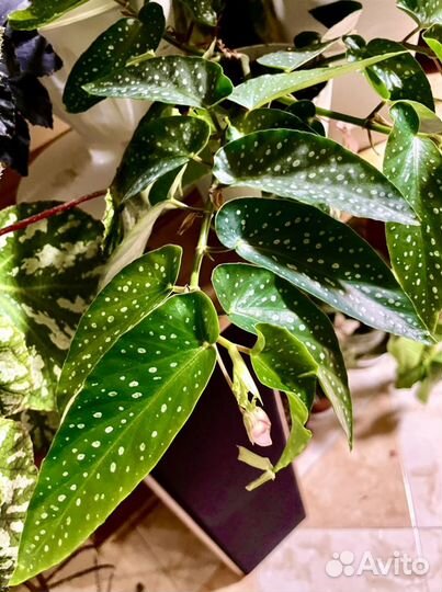 Кейн бегонии, тростниковые бегонии