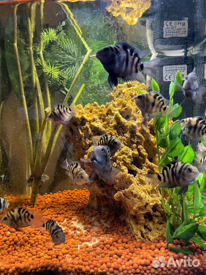 Рыбка сапфировый попугай