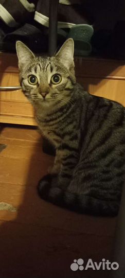 Кошечка в добрые руки