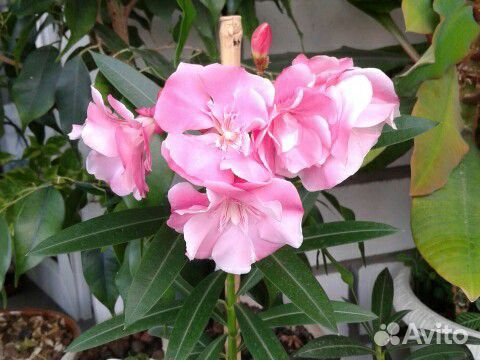 Олеандр, маранта, спатифилиум