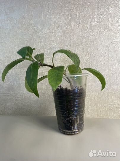 Руэллия