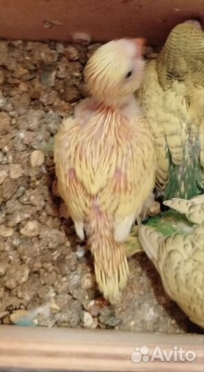 Птенцы попугая получехи 1 месяц