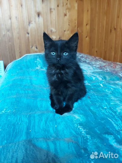 Уголёчек - девочка