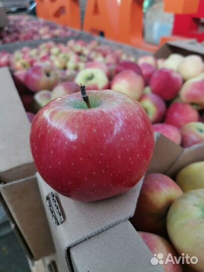Яблоки оптом и в розницу