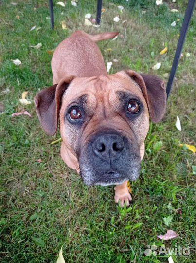 Французский бульдог крупный