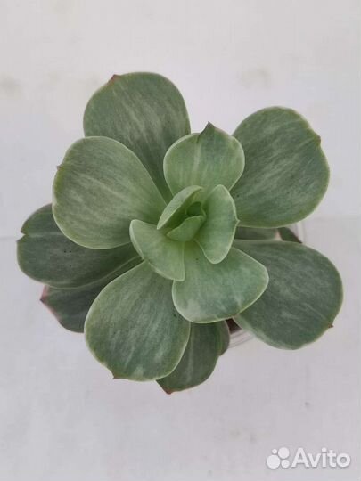 Суккуленты: Эхеверии вариегатные коллекционные