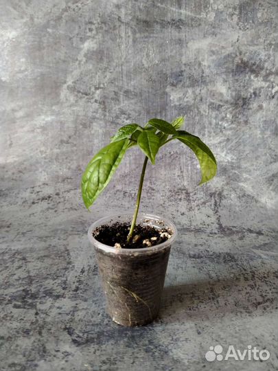 Клеродендрум томпсон