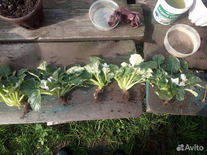 Фиалка белая