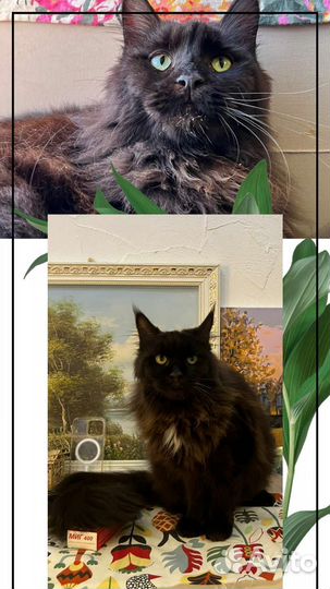 Чудесная кошечка в добрые руки