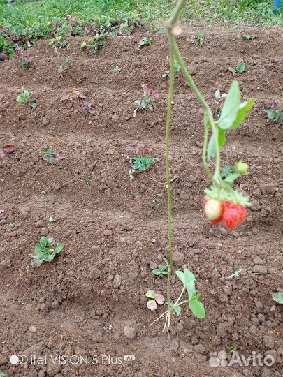 Вьющиеся Ремонтантная клубника усы