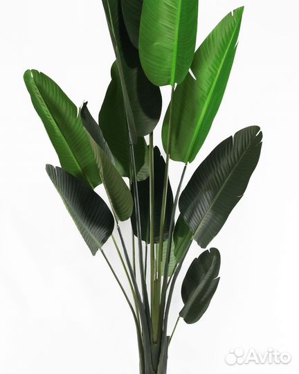 Банановая пальма