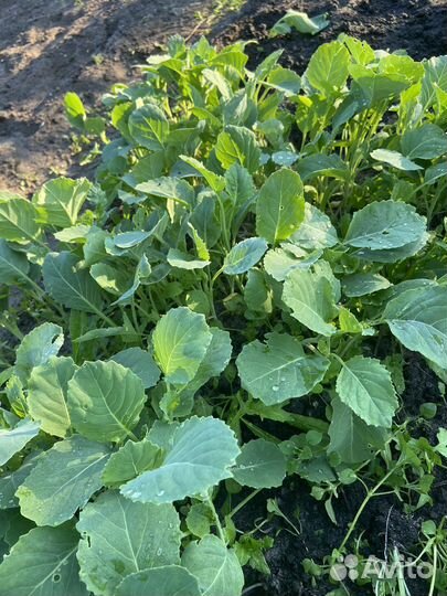 Рассада Капуста