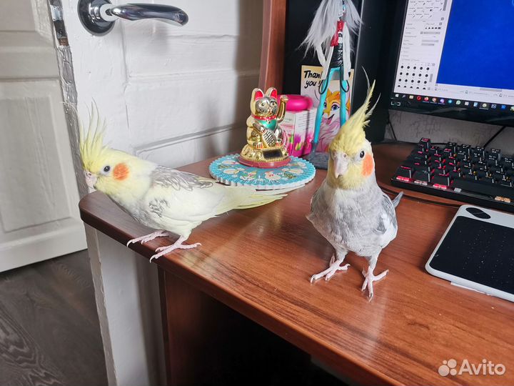 Попугай корелла