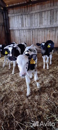 Бычки телята