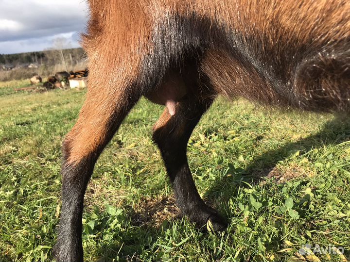 Альпийская коза