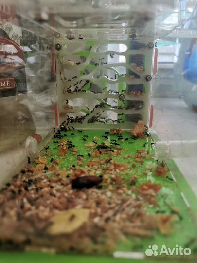 Муравьиная ферма (Messor Structor, матка+расплод)