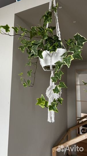 Хедера хеликс вариегатная