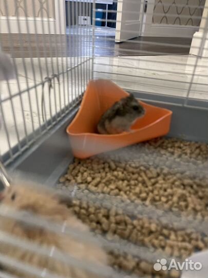 Хомяк и клетка