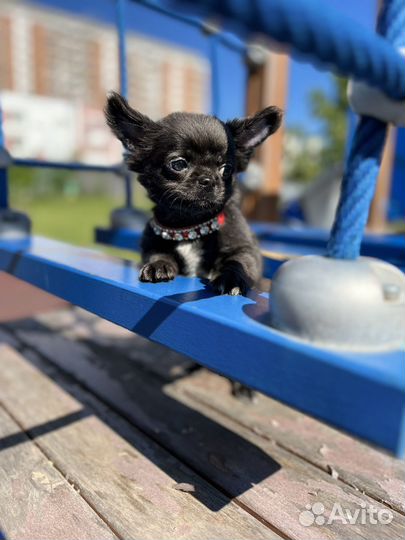 Щенки чихуахуа