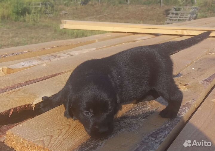 Щенки лабрадора