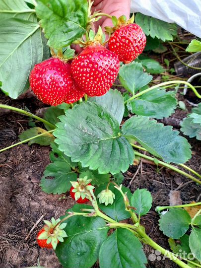 Рассада земляники Азия, Альба, Брилла, Сирия и т д