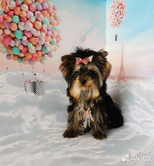 Йоркширский терьер мини девочка