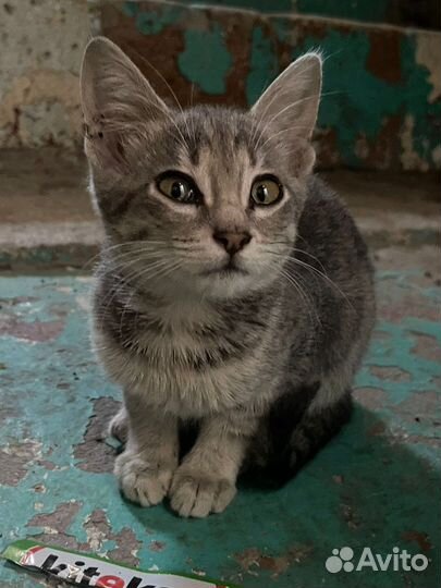 Американский керл котята