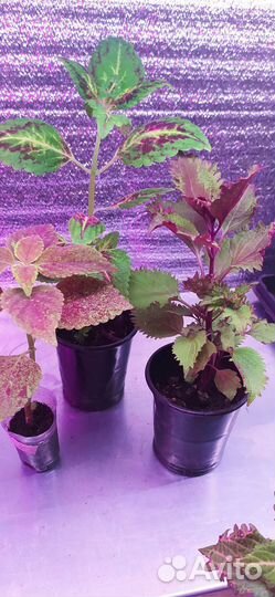 Колеус вегетативный