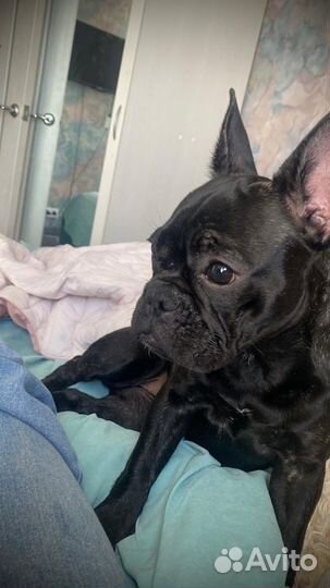 Французский бульдог девочка