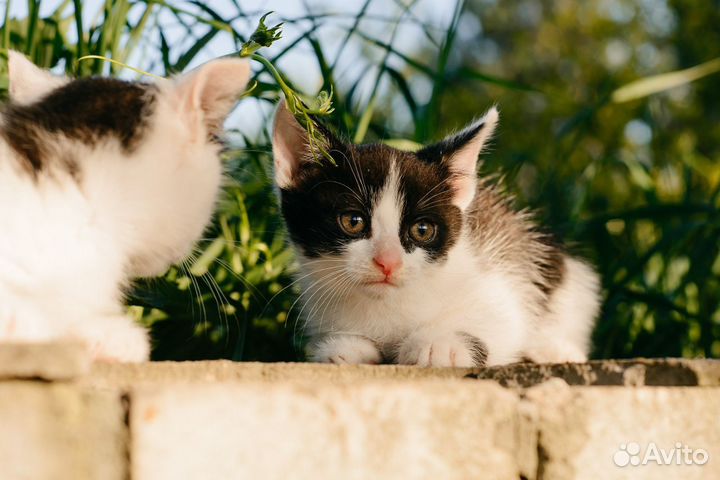 Котята в добрые руки бесплатно