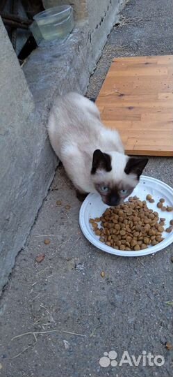 Сиамский котёнок