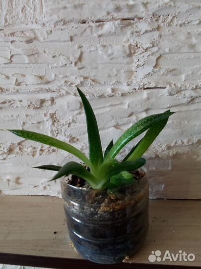 Комнатные растения цветы