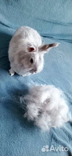 Пух кролика