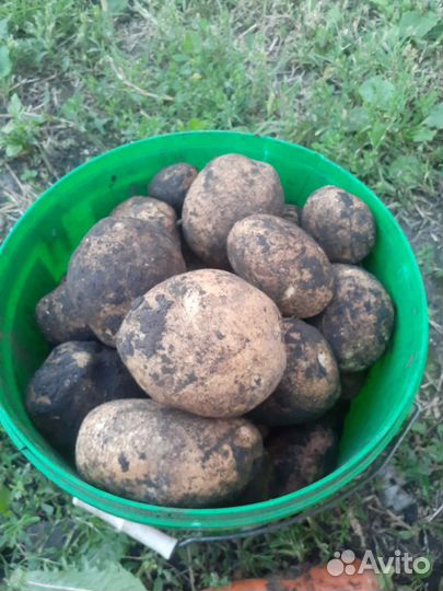 Продам картофель